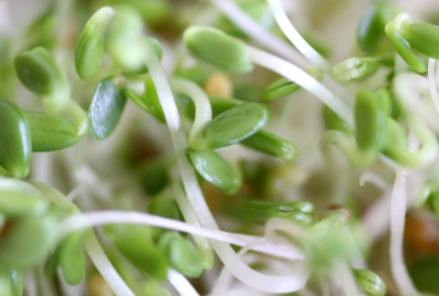 Sprouting & Microgreens Seeds